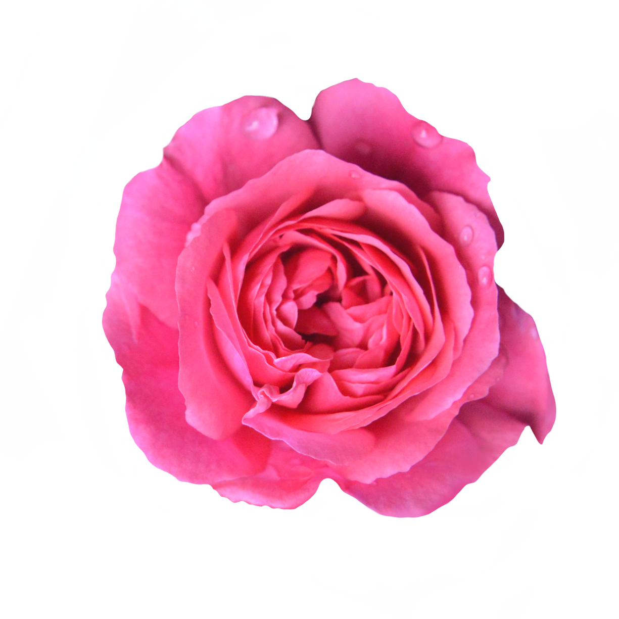 pink rose